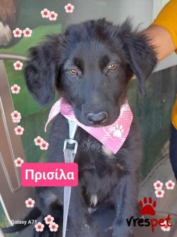 Ράτσα: Λαμπραντόρ - Labrador | Ηλικία: 3 μηνών | Φύλο: Θηλυκό | Αρ. Microchip: 9012362545478 | Ημίαιμο | Περιοχή: Λαυρεωτική, Αττική