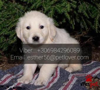 Ράτσα: Γκόλντεν Ριτρίβερ - Golden Retriever | Ηλικία: 3 μηνών | Φύλο: Θηλυκό | Αρ. Microchip: 988026069230 | Ιδιώτης | Εκπαιδευμένο | Pedigree | Περιοχή: Αθήνα, Αττική