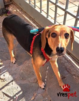 Ράτσα: Μπίγκλ - Beagle | Ηλικία: 8 μηνών | Φύλο: Θηλυκό | Αρ. Microchip: 0 | Ημίαιμο | Περιοχή: Γλυφάδα, Αττική