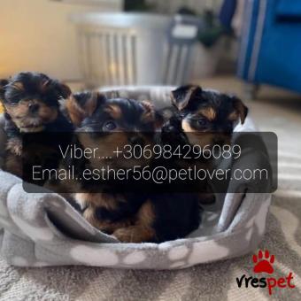 Ράτσα: Γιόρκσάϊρ τεριέ - Yorkshire Terrier | Ηλικία: 3 μηνών | Φύλο: Θηλυκό | Αρ. Microchip: 9902606782 | Ιδιώτης | Εκπαιδευμένο | Pedigree | Περιοχή: Αθήνα, Αττική