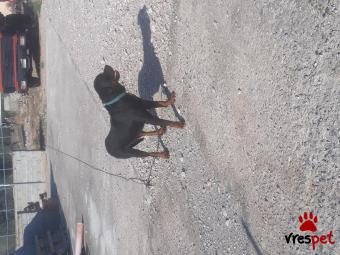 Ράτσα: Ροτβάϊλερ - Rottweiler | Ηλικία: 3 ετών | Φύλο: Αρσενικό | Αρ. Microchip: 0000 | Εκπαιδευμένο | Περιοχή: Μέγαρα, Αττική