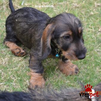 Ράτσα: Ντάτς χάουντ - Dach hound | Ηλικία: 3 μηνών | Φύλο: Αρσενικό | Αρ. Microchip: 1234 | Ιδιώτης | Περιοχή: Σητεία, Κρήτη