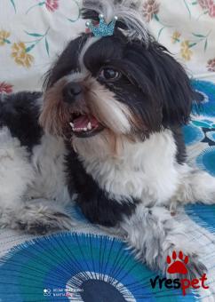 Ράτσα: Σιχ Τσού - Shih Tzu | Ηλικία: 2 ετών | Φύλο: Αρσενικό | Αρ. Microchip: 990000006982583 | Για ζευγάρωμα | Περιοχή: Αγιά Παρασκευή, Αττική