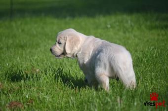 Ράτσα: Γκόλντεν Ριτρίβερ - Golden Retriever | Ηλικία: 3 μηνών | Φύλο: Θηλυκό | Αρ. Microchip: AE428934705 | 