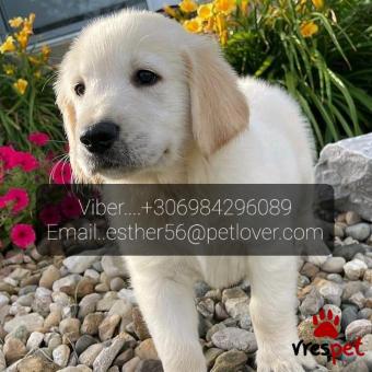 Ράτσα: Γκόλντεν Ριτρίβερ - Golden Retriever | Ηλικία: 3 μηνών | Φύλο: Θηλυκό | Αρ. Microchip: 98367286490267 | Ιδιώτης | Εκπαιδευμένο | Pedigree | Περιοχή: Αθήνα, Αττική