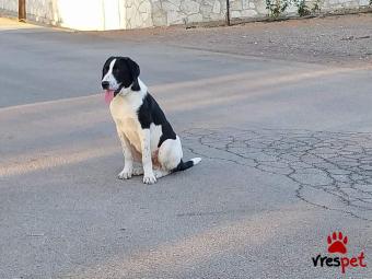 Ράτσα: Ελληνικός Ποιμενικός - Greek Shepherd | Ηλικία: 8 μηνών | Φύλο: Αρσενικό | Αρ. Microchip: 00000000000000 | Περιοχή: Αττική