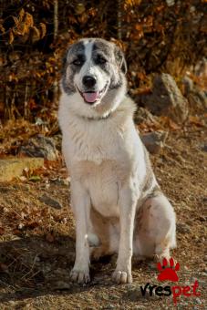 Ράτσα: Ελληνικός Ποιμενικός - Greek Shepherd | Ηλικία: 2 ετών | Φύλο: Θηλυκό | Αρ. Microchip: 12345678 | Ημίαιμο | Περιοχή: Νίκαια Άγιος Ιωάννης Ρέντης, Αττική