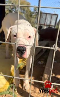 Ράτσα: Ντόγκο Αρζεντίνο - Dogo Argentino | Ηλικία: 1 έτους | Φύλο: Αρσενικό | Αρ. Microchip: 1234567890 | Περιοχή: Νίκαια Άγιος Ιωάννης Ρέντης, Αττική