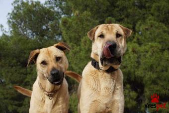 Ράτσα: Σαρ Πέι - Shar pei | Ηλικία: 5+ | Φύλο: Αρσενικό | Αρ. Microchip: - | Περιοχή: Νέα Σμύρνη, Αττική