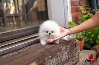 Ράτσα: Πομεράνιαν - Pomeranian | Ηλικία: 3 μηνών | Φύλο: Θηλυκό | Αρ. Microchip: 54700547848466 | Ιδιώτης | Εκπαιδευμένο | Pedigree | Περιοχή: Αθήνα, Αττική