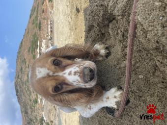 Ράτσα: Κόκερ Σπάνιελ - Cockerspaniel | Ηλικία: 3 ετών | Φύλο: Αρσενικό | Αρ. Microchip: 956000004507649 | Για ζευγάρωμα | Περιοχή: Αττική