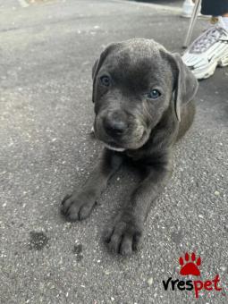 Ράτσα: Κανέ Κόρσο - Cane Corso | Ηλικία: 2,5 μηνών | Φύλο: Θηλυκό | Αρ. Microchip: AE456634222 | Περιοχή: Αθήνα, Αττική