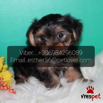 Ράτσα: Γιόρκσάϊρ τεριέ - Yorkshire Terrier | Ηλικία: 2,5 μηνών | Φύλο: Θηλυκό | Αρ. Microchip: 89564387642 | Έμπορος | Ιδιώτης | Εκπαιδευμένο | Pedigree | Περιοχή: Αθήνα, Αττική