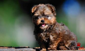 Ράτσα: Γιόρκσάϊρ τεριέ - Yorkshire Terrier | Ηλικία: 3 μηνών | Φύλο: Θηλυκό | Αρ. Microchip: 910000003489000 | Ιδιώτης | Pedigree | Περιοχή: Αθήνα, Αττική