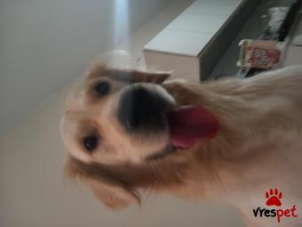 Ράτσα: Γκόλντεν Ριτρίβερ - Golden Retriever | Ηλικία: 3 ετών | Φύλο: Αρσενικό | Αρ. Microchip: Διαθέσιμο | Για ζευγάρωμα | Περιοχή: Πειραιάς, Αττική