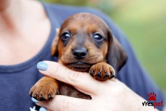 Ράτσα: Ντάτς χάουντ - Dach hound | Ηλικία: 2 μηνών | Φύλο: Αρσενικό | Αρ. Microchip: 000 | Ιδιώτης | Περιοχή: Θερμαϊκός, Θεσσαλονίκη