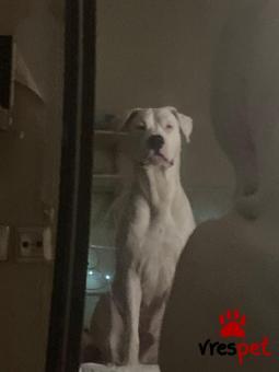 Ράτσα: Ντόγκο Αρζεντίνο - Dogo Argentino | Ηλικία: 8 μηνών | Φύλο: Αρσενικό | Αρ. Microchip: . | Περιοχή: Αττική