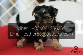 Ράτσα: Γιόρκσάϊρ τεριέ - Yorkshire Terrier | Ηλικία: 2,5 μηνών | Φύλο: Θηλυκό | Αρ. Microchip: 9967350098743 | Ιδιώτης | Εκπαιδευμένο | Pedigree | Περιοχή: Αθήνα, Αττική