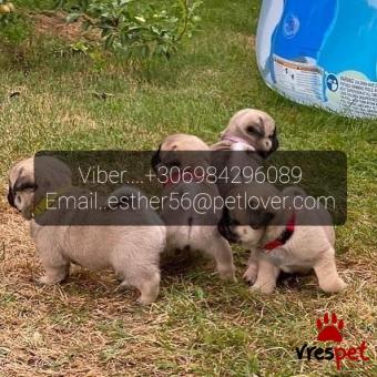 Ράτσα: Πάγκ - Pug | Ηλικία: 3 μηνών | Φύλο: Θηλυκό | Αρ. Microchip: 988600023788 | Ιδιώτης | Εκπαιδευμένο | Pedigree | Περιοχή: Αθήνα, Αττική