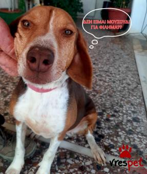 Ράτσα: Μπίγκλ - Beagle | Ηλικία: 2 ετών | Φύλο: Θηλυκό | Αρ. Microchip: 00000000000000000000 | Ημίαιμο | Περιοχή: Χαϊδάρι, Αττική