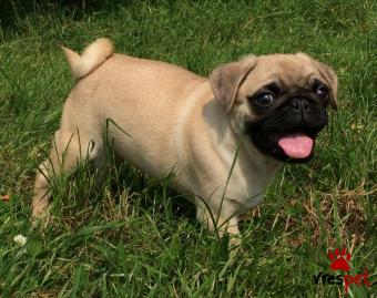 Ράτσα: Πάγκ - Pug | Ηλικία: 3 μηνών | Φύλο: Θηλυκό | Αρ. Microchip: 9100000034890 | Ιδιώτης | Pedigree | Περιοχή: Αθήνα, Αττική