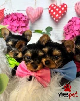 Ράτσα: Γιόρκσάϊρ τεριέ - Yorkshire Terrier | Ηλικία: 3 μηνών | Φύλο: Αρσενικό | Αρ. Microchip: 54740047848466 | Ιδιώτης | Pedigree | Περιοχή: Αθήνα, Αττική