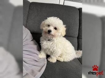 Ράτσα: Μπισόν Φρίζ - Bichon Frise | Ηλικία: 4 μηνών | Φύλο: Θηλυκό | Αρ. Microchip: 6547738834 | Εκπαιδευμένο | Pedigree | Περιοχή: Πειραιάς, Αττική