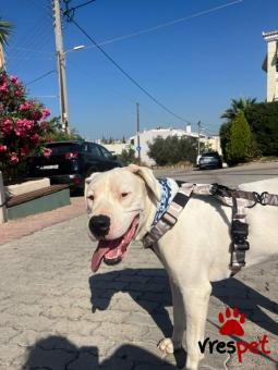 Ράτσα: Ντόγκο Αρζεντίνο - Dogo Argentino | Ηλικία: 1 έτους | Φύλο: Αρσενικό | Αρ. Microchip: 000000000 | Περιοχή: Νίκαια Άγιος Ιωάννης Ρέντης, Αττική