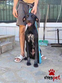 Ράτσα: Ντόμπερμαν - Doberman | Ηλικία: 8 μηνών | Φύλο: Θηλυκό | Αρ. Microchip: 000000000000000 | Περιοχή: Θερμαϊκός, Θεσσαλονίκη