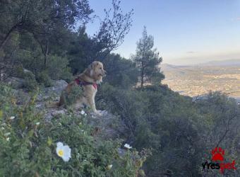 Ράτσα: Γκόλντεν Ριτρίβερ - Golden Retriever | Ηλικία: 4 ετών | Φύλο: Αρσενικό | Αρ. Microchip: 08765455003 | Για ζευγάρωμα | Περιοχή: Αθήνα, Αττική