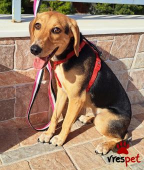 Ράτσα: Μπίγκλ - Beagle | Ηλικία: 7 μηνών | Φύλο: Θηλυκό | Αρ. Microchip: 0 | Ημίαιμο | Περιοχή: Γλυφάδα, Αττική