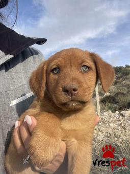 Ράτσα: Λαμπραντόρ - Labrador | Ηλικία: 2 μηνών | Φύλο: Θηλυκό | Αρ. Microchip: 0 | Ημίαιμο | Περιοχή: Γλυφάδα, Αττική