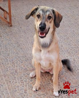 Ράτσα: Λαμπραντόρ - Labrador | Ηλικία: 8 μηνών | Φύλο: Θηλυκό | Αρ. Microchip: 0 | Ημίαιμο | Περιοχή: Γλυφάδα, Αττική