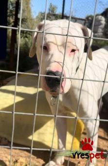 Ράτσα: Ντόγκο Αρζεντίνο - Dogo Argentino | Ηλικία: 1 έτους | Φύλο: Αρσενικό | Αρ. Microchip: 19234567⁷990 | Περιοχή: Νίκαια Άγιος Ιωάννης Ρέντης, Αττική