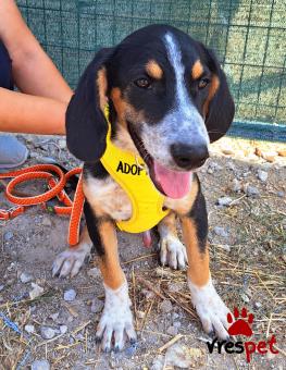 Ράτσα: Μπίγκλ - Beagle | Ηλικία: 5 μηνών | Φύλο: Αρσενικό | Αρ. Microchip: 0 | Ημίαιμο | Περιοχή: Γλυφάδα, Αττική