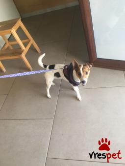 Ράτσα: Τζακ Ράσελ Τεριέ - Jack Russell Terrier | Ηλικία: 5+ | Φύλο: Θηλυκό | Αρ. Microchip: 990000003444544 | Περιοχή: Λαγκάδας, Θεσσαλονίκη