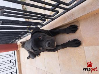 Ράτσα: Κανέ Κόρσο - Cane Corso | Ηλικία: 6 μηνών | Φύλο: Αρσενικό | Αρ. Microchip: 990000008534559 | Ιδιώτης | Pedigree | Περιοχή: Ηράκλειο, Κρήτη