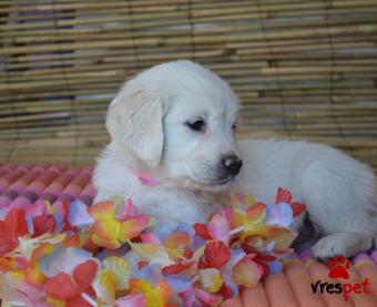 Ράτσα: Γκόλντεν Ριτρίβερ - Golden Retriever | Ηλικία: 3 μηνών | Φύλο: Αρσενικό | Αρ. Microchip: 9100000034890 | Ιδιώτης | Pedigree | Περιοχή: Αθήνα, Αττική