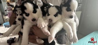 Ράτσα: Σιβηριανός Χάσκι - Siberian Husky | Ηλικία: 2 μηνών | Φύλο: Αρσενικό | Αρ. Microchip: δεν εχουν  | Ιδιώτης | Περιοχή: Ελευθέριο Κορδελιό, Θεσσαλονίκη