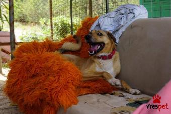 Ράτσα: Λαμπραντόρ - Labrador | Ηλικία: 2 ετών | Φύλο: Αρσενικό | Αρ. Microchip: 000000000 | Ημίαιμο | Περιοχή: Νίκαια Άγιος Ιωάννης Ρέντης, Αττική