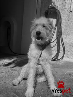 Ράτσα: Φοξ τεριέ - Fox terrier | Ηλικία: 3 ετών | Φύλο: Αρσενικό | Αρ. Microchip: 956000011741028 | Για ζευγάρωμα | Περιοχή: Ελληνικό Αργυρούπολη, Αττική