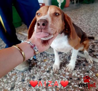 Ράτσα: Μπίγκλ - Beagle | Ηλικία: 2 ετών | Φύλο: Θηλυκό | Αρ. Microchip: 00000000000000000000 | Ημίαιμο | Περιοχή: Χαϊδάρι, Αττική