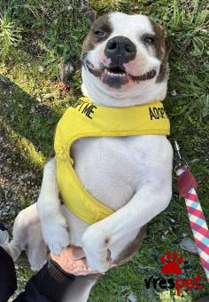 Ράτσα: Αμερικάνικο Σταφορντσάιρ τεριέ - American Staffordshire Terrier | Ηλικία: 4 ετών | Φύλο: Θηλυκό | Αρ. Microchip: 0 | Περιοχή: Γλυφάδα, Αττική