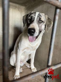 Ράτσα: Ελληνικός Ποιμενικός - Greek Shepherd | Ηλικία: 1 έτους | Φύλο: Αρσενικό | Αρ. Microchip: 0 | Ημίαιμο | Περιοχή: Γλυφάδα, Αττική