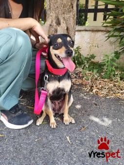 Ράτσα: Πίντσερ - Pinscher | Ηλικία: 2 ετών | Φύλο: Θηλυκό | Αρ. Microchip: 00000000000000000000 | Ημίαιμο | Περιοχή: Χαϊδάρι, Αττική