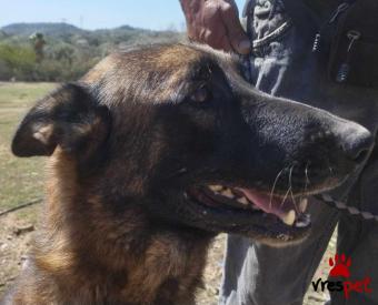 Ράτσα: Βελγικός Ποιμενικός Μαλινουά - Belgian Malinois | Ηλικία: 5+ | Φύλο: Αρσενικό | Αρ. Microchip:  932002000563582 | Περιοχή: Καλύβια Θορικού, Αττική