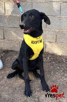 Ράτσα: Λαμπραντόρ - Labrador | Ηλικία: 7 μηνών | Φύλο: Θηλυκό | Αρ. Microchip: 0 | Ημίαιμο | Περιοχή: Γλυφάδα, Αττική