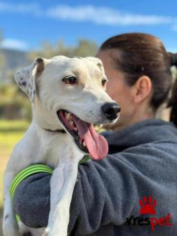 Ράτσα: Τζακ Ράσελ Τεριέ - Jack Russell Terrier | Ηλικία: 4 μηνών | Φύλο: Αρσενικό | Αρ. Microchip: 0000000000000 | Περιοχή: Κορωπί, Αττική