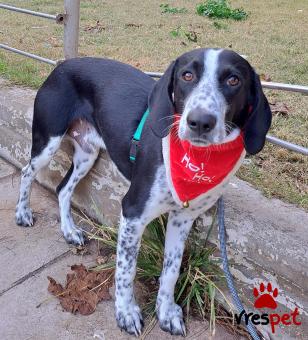 Ράτσα: Μπίγκλ - Beagle | Ηλικία: 8 μηνών | Φύλο: Αρσενικό | Αρ. Microchip: 0 | Ημίαιμο | Περιοχή: Γλυφάδα, Αττική