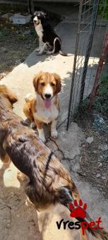 Ράτσα: Γκόλντεν Ριτρίβερ - Golden Retriever | Ηλικία: 1 έτους | Φύλο: Αρσενικό | Αρ. Microchip: 00000000000000000000 | Περιοχή: Άργος Μυκήνες, Πελλοπόνησος